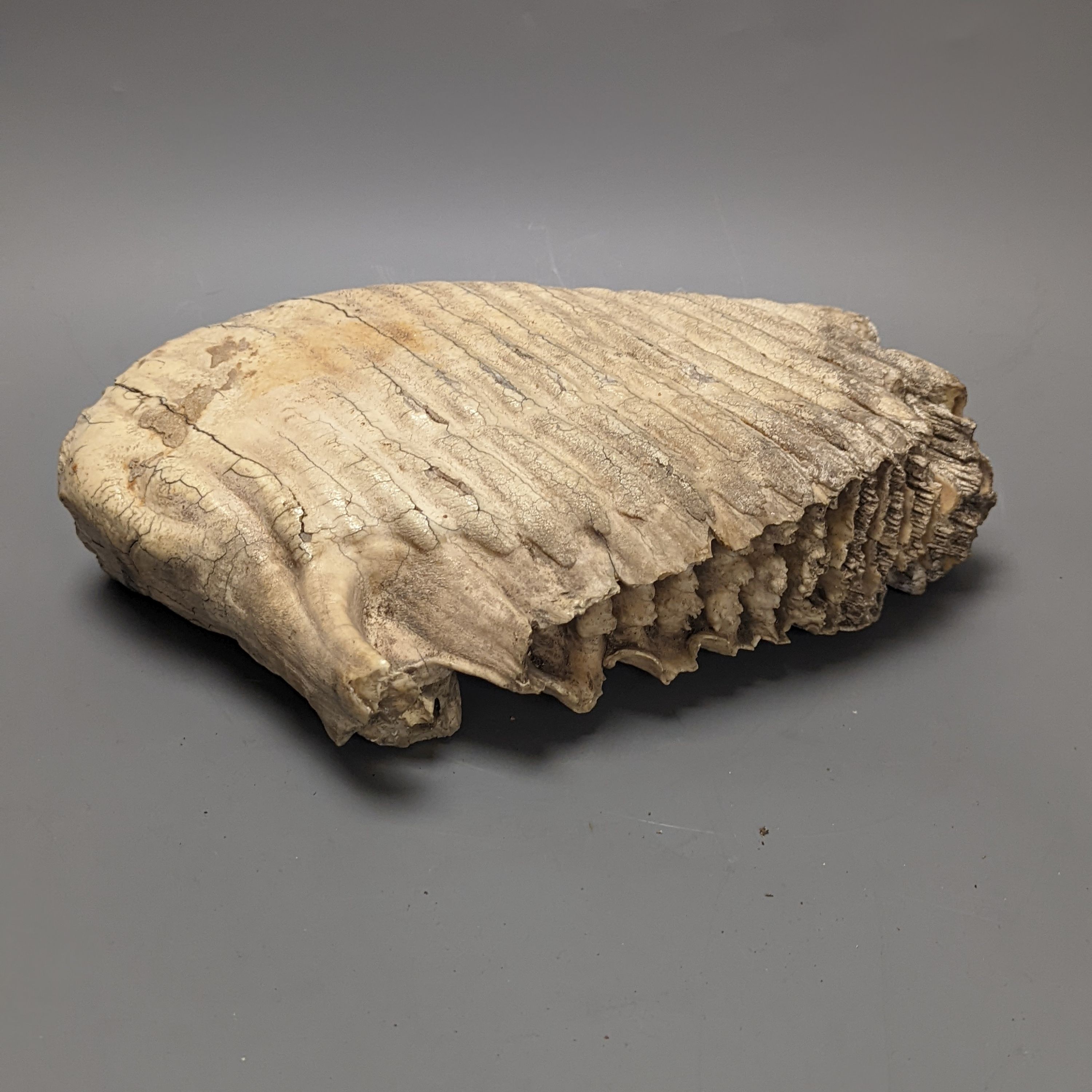 A large semi fossilised woolly mammoth tooth, 31 cm